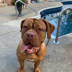 Selene - Dogue de Bordeaux