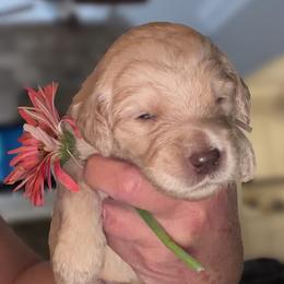 Light Pink Collar - Apricot female Goldendoodle puppy in Ringgold, Georgia from Sweet B’s Goldendoodles