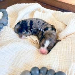 Gloria - Blue merle female Bernedoodle puppy in Buda, Illinois from Hamilton Farm Doodles