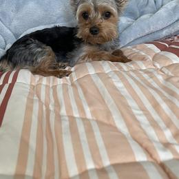 Sage - Yorkshire Terrier