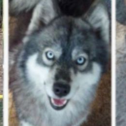 Gamorrah - Siberian Husky