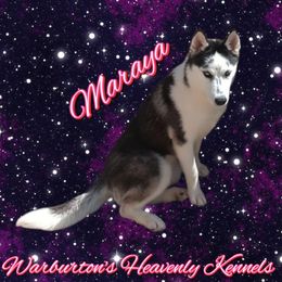 Maraya - Siberian Husky