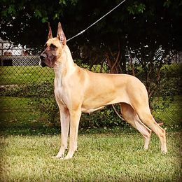 Great Dane All Grown Up from Legado Danes