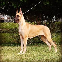 Great Dane All Grown Up from Legado Danes