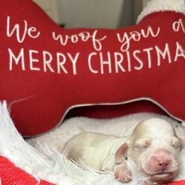 Cream piebald - Cream female Dachshund puppy in Crestview, Florida from Neverending Dachies