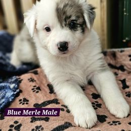 Blue Merle Male - Blue merle male Australian Shepherd puppy in Montrose, Iowa from A-J Farms Iowa