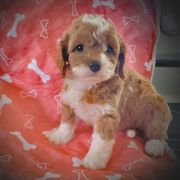 Cavachon and Cavapoo Puppies from Sweet Doodles and Poos