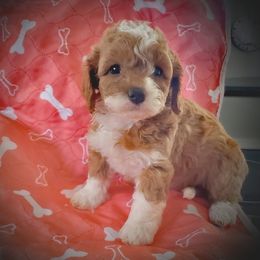 Cavachon and Cavapoo Puppies from Sweet Doodles and Poos