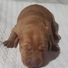 Labrador Retriever Puppies from Big Water Dreams Retrievers