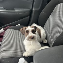 Miniature Schnauzer Puppies from Lap Happy Schnauzers