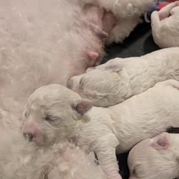 Bichon Frise Puppies from Jawoofski's Bichons