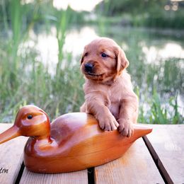 Boy 3 - Dark golden Golden Retriever puppy in Anderson, California from Redtail Golden Retrievers