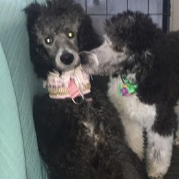 Poodle Puppies from Myka and Lisa’s Coast to Coast Poodles