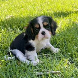 Miranda - Tri-color female Cavalier King Charles Spaniel puppy in Diberville, Mississippi from Sophie’s AKC Cavaliers