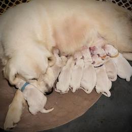 2nd pick of the girls - Golden female Golden Retriever puppy in Fithian, Illinois from LOMAH Retrievers