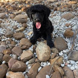 Maize - Black female Poodle puppy in Spring Branch, Texas from Mezzo Poodles