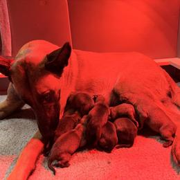 RED - Fawn male Belgian Malinois puppy in Bowman, South Carolina from Cascade Kennels