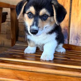 Briar - Black and tan male Pembroke Welsh Corgi puppy in El Dorado Springs, Missouri from Trixie Dixie