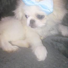 Sandy - White female Pekingese puppy in Cedar City, Utah from Pekingese Zoo