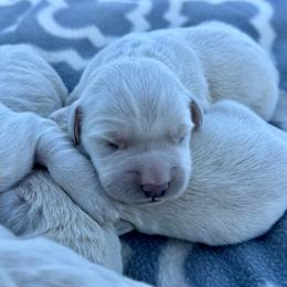 Boy 5 - Light golden male Golden Retriever puppy in Tonasket, Washington from Denzil’s Goldens
