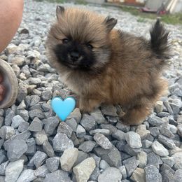 Lucky - Orange parti Pomeranian puppy in Somerset, Kentucky from Perez Pomeranians
