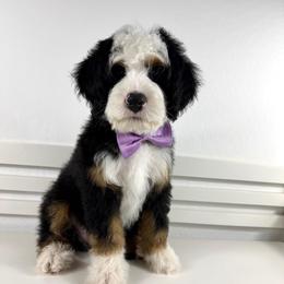 Bashful - Tri-color male Bernedoodle puppy in Casa Grande, Arizona from AzDoodle Dandies