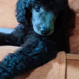 Poodle Puppies from GYCAM STANDARD POODLE