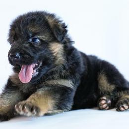 Gray Collar - Black and red male German Shepherd puppy in Plumas Lake, California from Zwinger Vom Greifjäger