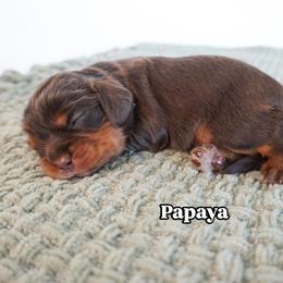 Papaya - Chocolate female Cavalier King Charles Spaniel puppy in Nampa, Idaho from Heart Mountain Cavaliers & Floating Feathers Kennel