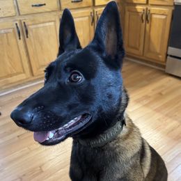 Belgian Malinois puppies from Minimal Mal