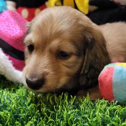 Apollo (non Dapple) (AKC and CKC registration include) - Cream male Dachshund puppy in Terlton, Oklahoma from CLARK'S BREEDING PROGRAM