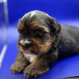 Milo - Black and tan male Yorkshire Terrier puppy in Ocala, Florida from Yorkie  And Shih Tzu Love