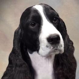 English Springer Spaniels from Circle Games