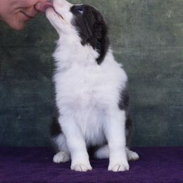 Border Collie Puppies from Overdrive Border Collies