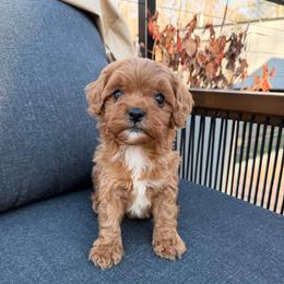 Liam - Red male Cavapoo puppy in Midland, North Carolina from Rocky River Cavapoos