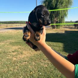 Tigger - Black and tan male Dachshund puppy in Turlock, California from Dandelion Dachshund