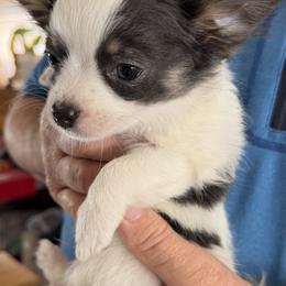 Adam CKC - Blue and white male Chihuahua puppy in Amity, Pennsylvania from Rhoda and Verna