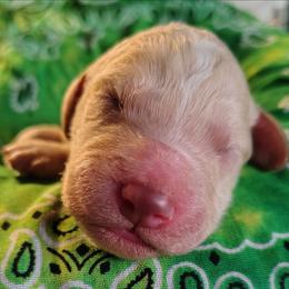 Green collar - Cream male Goldendoodle puppy in Willow Springs, Missouri from Todd Family Homestead