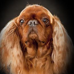 Wrigley - English Toy Spaniel