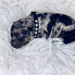 Cavapoo Puppies from Veronica's Cavapoos