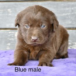 Blue male - Chocolate male Labrador Retriever puppy in Mississippi from Sure Shot English Labs