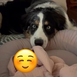 Australian Shepherd All Grown Up from Muckalee Lane Aussies