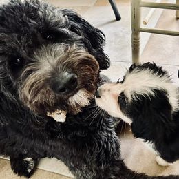 Ebony - Bernedoodle