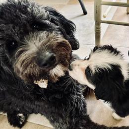 Ebony - Bernedoodle