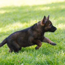 German Shepherd Puppies from Faoladh German Shepherds