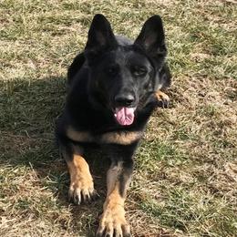 Rogue - German Shepherd