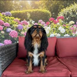 Rooster - Cavalier King Charles Spaniel
