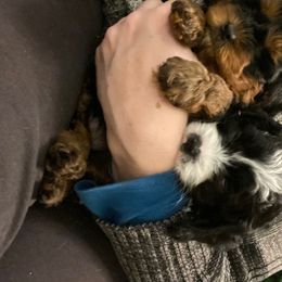 Cavachon, Cavalier King Charles Spaniel, and Cavapoo Puppies from Cavachon Love