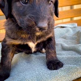 Bernedoodle and Siberian Husky Puppies from Timberline Paws
