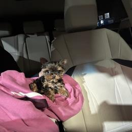 Boy 2 - Black and gold male Yorkshire Terrier puppy in Chino Hills, California from Chino Hills Yorkies